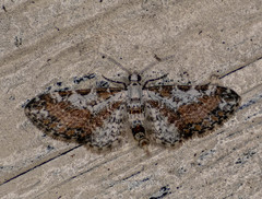 Eupithecia lactibasis