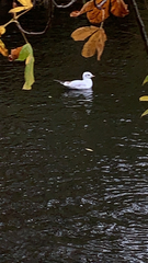 Chroicocephalus ridibundus