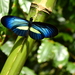 Heliconius erato chestertonii - Photo (c) edwinmunera, some rights reserved (CC BY-NC), uploaded by edwinmunera