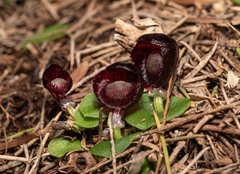 Corybas recurvus