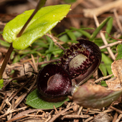 Corybas recurvus