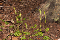 Pterostylis ectypha