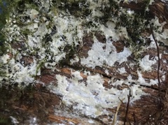 Trechisporales