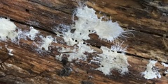 Trechisporales