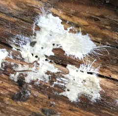 Trechisporales