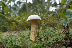 Austroboletus subflavidus