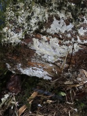 Trechisporales