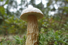 Austroboletus subflavidus