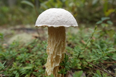 Austroboletus subflavidus
