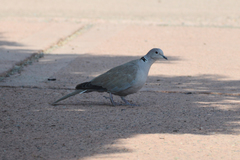 Streptopelia decaocto