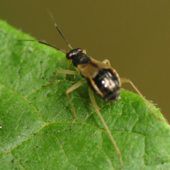 Mecomma gilvipes