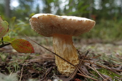 Austroboletus subflavidus