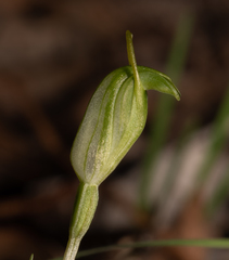 Pterostylis ectypha