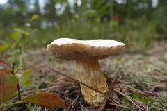 Austroboletus subflavidus