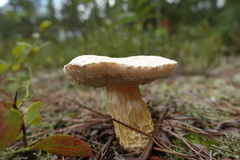 Austroboletus subflavidus