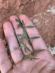 Pediomelum linearifolium