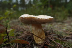 Austroboletus subflavidus