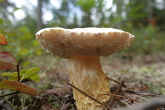 Austroboletus subflavidus
