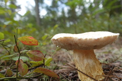 Austroboletus subflavidus