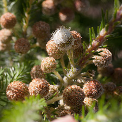 Berzelia arachnoidea