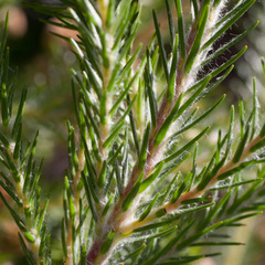 Berzelia arachnoidea