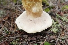 Austroboletus subflavidus