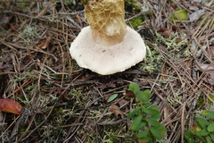 Austroboletus subflavidus