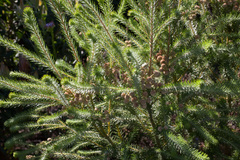 Berzelia arachnoidea