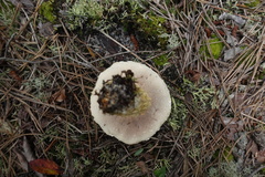 Austroboletus subflavidus