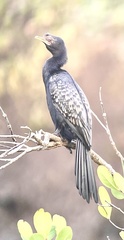Microcarbo africanus pictilis