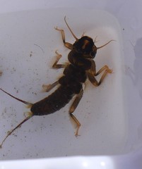 Hesperoperla pacifica