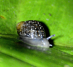Simpulopsis