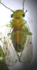 Ectopsocopsis cryptomeriae