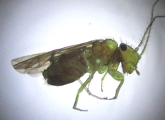 Ectopsocopsis cryptomeriae