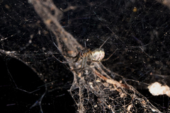 Prosoponoides sinense