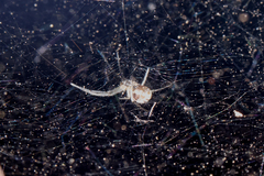 Prosoponoides sinense