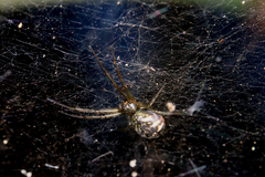 Prosoponoides sinense