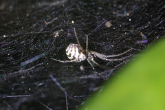 Prosoponoides sinense