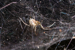 Prosoponoides sinense