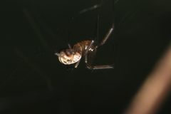 Prosoponoides sinense