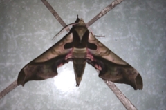 Adhemarius dariensis