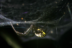 Prosoponoides sinense