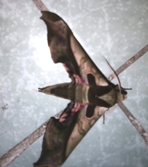 Adhemarius dariensis