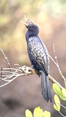 Microcarbo africanus pictilis