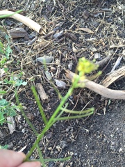 Sisymbrium erysimoides