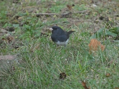 Junco hyemalis