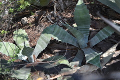 Agave asperrima