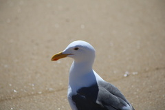 Larus occidentalis