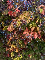 Parthenocissus