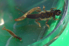 Hesperoperla pacifica